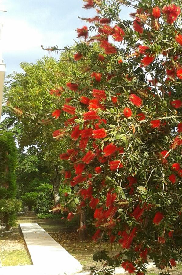 Hotel The Red Dragon Dassia  Exterior foto